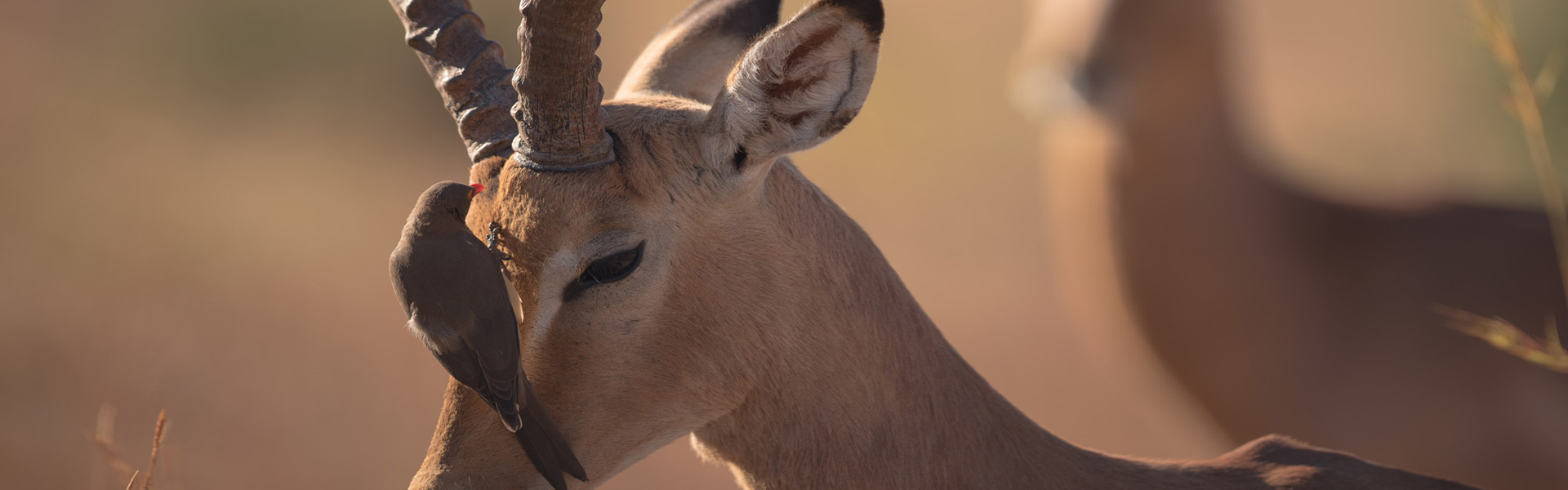 impala-ngorongoro