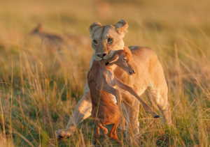 5-Day Luxury Tour, Manyara, Serengeti & Ngorongoro