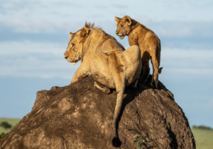 3-Day Mid Range Safari - Serengeti & Ngorongoro Crater