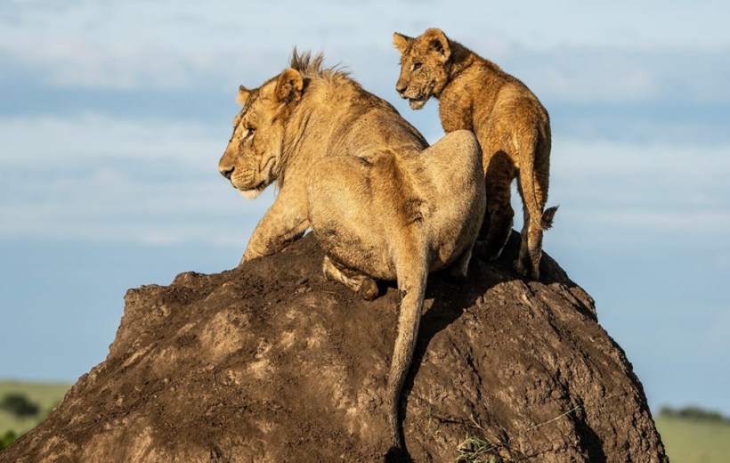 3-Day Mid Range Safari - Serengeti & Ngorongoro Crater