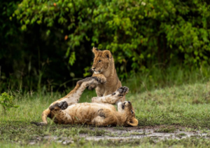 5-Day Tarangire, Serengeti, Ngorongoro and Manyara Tour